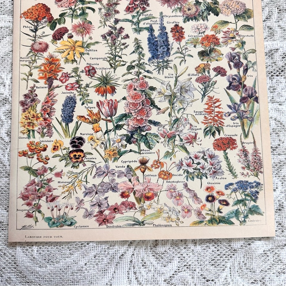 Vintage Scientific "Fleurs" (Flowers) French Floral Print 8x10 1/5 - Picture 6 of 7